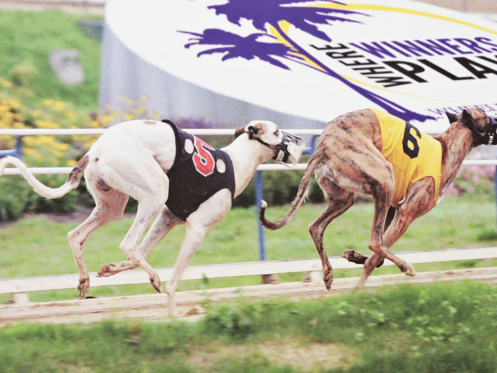 061223Greyhounds News, Sports, Jobs News and Sentinel